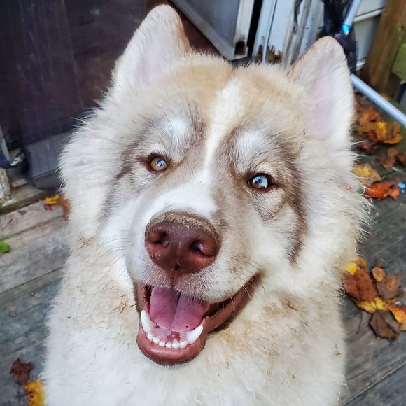 Meet your Posher, Lea - Picture 5 of 6